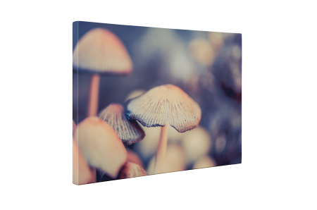 Tablou canvas : Ciuperci delicioase [4]