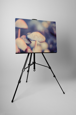 Tablou canvas : Ciuperci delicioase [2]