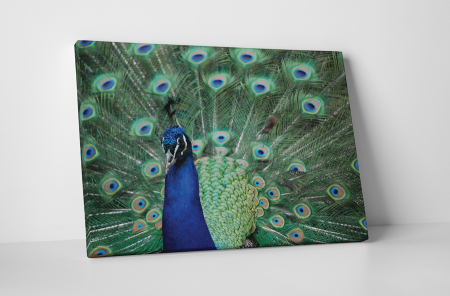Animale - Tablou canvas : Paunul asiatic
