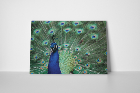 Tablou canvas : Paunul asiatic [1]