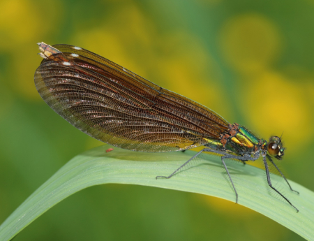 Tablou canvas : Anisoptera [3]