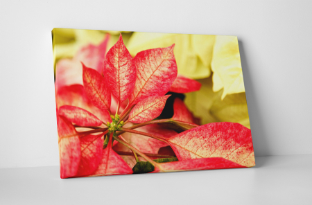 Tablouri Canvas - Tablou canvas : Creanga inflorita