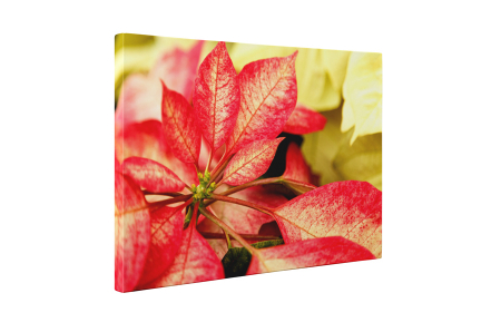 Tablou canvas : Creanga inflorita [4]