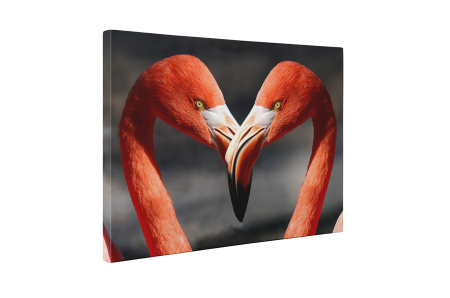 Tablou canvas : Pasari flamingo [4]