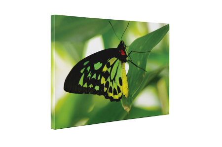 Tablou canvas : Fluture verde [4]