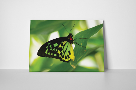 Tablou canvas : Fluture verde [1]