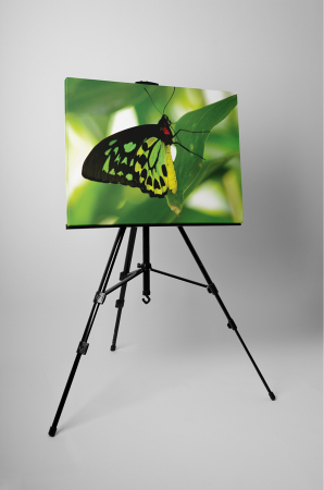 Tablou canvas : Fluture verde [2]