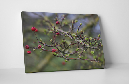 Natură - Tablou canvas : Arbusti rosii