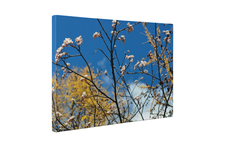 Tablou canvas : Tufis inflorit [4]