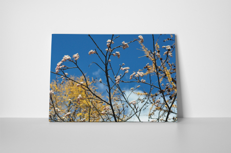 Tablou canvas : Tufis inflorit [1]