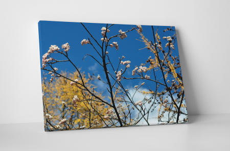 Natură - Tablou canvas : Tufis inflorit