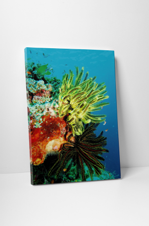 Tablouri Canvas - Tablou canvas : Viata acvatica