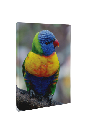 Tablou canvas : Papagalul colorat [4]
