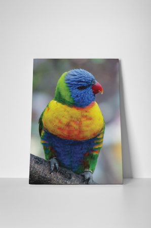 Tablou canvas : Papagalul colorat [1]