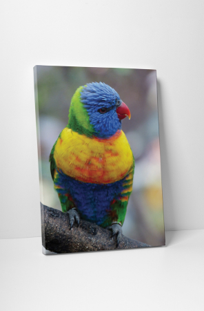 Animale - Tablou canvas : Papagalul colorat