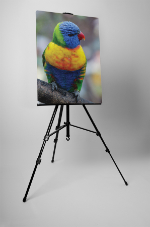 Tablou canvas : Papagalul colorat [2]
