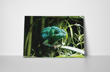 Tablou canvas : Cameleon verde [1]