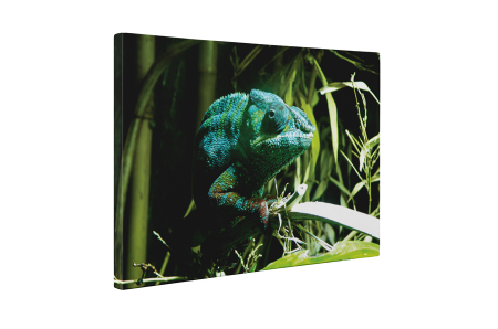 Tablou canvas : Cameleon verde [4]