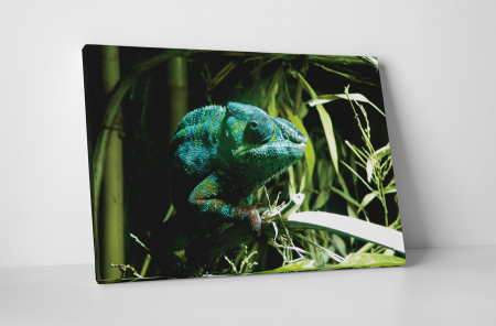 Animale - Tablou canvas : Cameleon verde