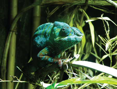 Tablou canvas : Cameleon verde [3]
