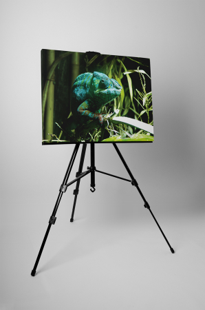 Tablou canvas : Cameleon verde [2]