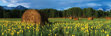Tablou canvas panoramic - Field [3]
