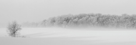 Tablou canvas panoramic - Winter forest [3]