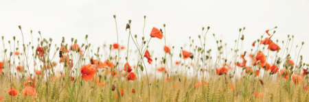 Tablou canvas panoramic - Poppies [3]