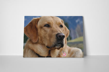 Tablou canvas : Labrador [1]
