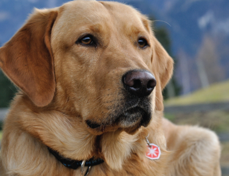 Tablou canvas : Labrador [3]