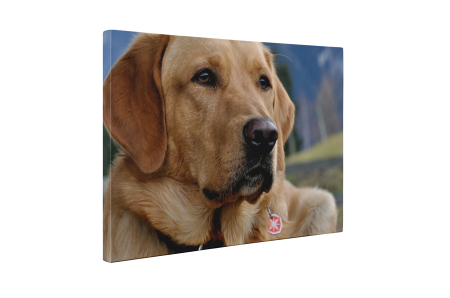 Tablou canvas : Labrador [4]