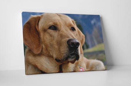 Animale - Tablou canvas : Labrador