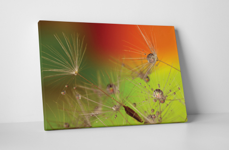 Tablouri Canvas - Tablou canvas : Sufla in papadie