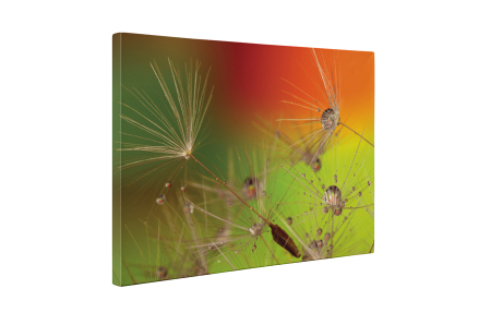 Tablou canvas : Sufla in papadie [4]