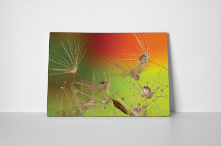 Tablou canvas : Sufla in papadie [1]
