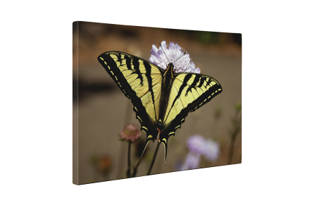 Tablou canvas : Papilionidae [4]