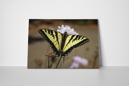 Tablou canvas : Papilionidae [1]