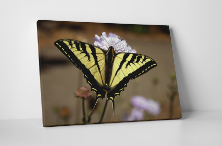 Animale - Tablou canvas : Papilionidae