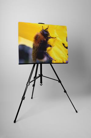 Tablou canvas : Albinuta muncitoare [2]