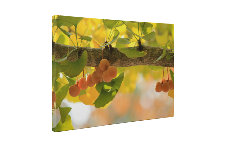 Tablou canvas : Fructe coapte [4]