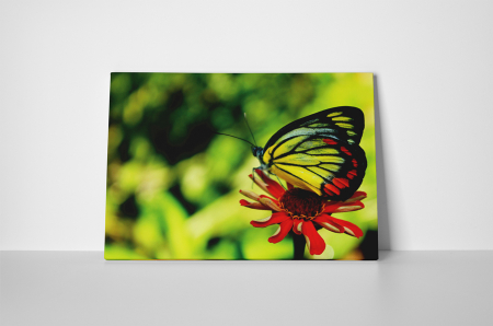 Tablou canvas : Gerbera rosie si fluturele [1]