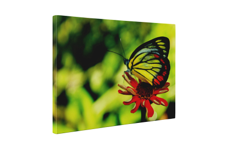 Tablou canvas : Gerbera rosie si fluturele [4]