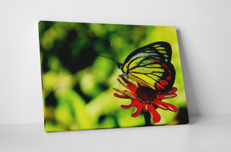 Animale - Tablou canvas : Gerbera rosie si fluturele