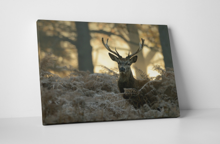 Animale - Tablou canvas : Cerb