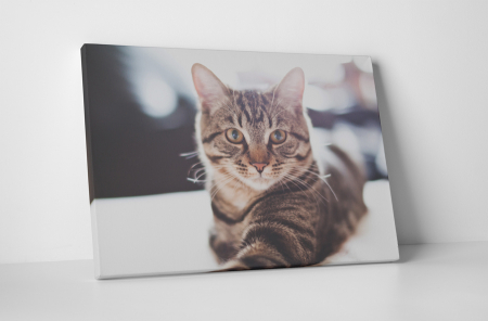 Animale - Tablou canvas : Pisicuta