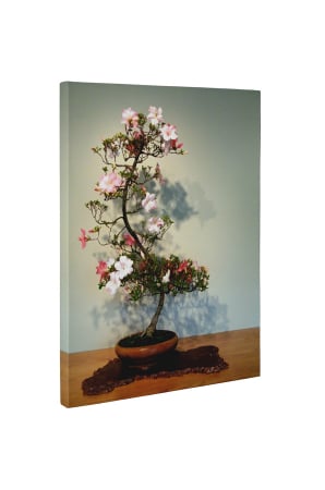 Tablou canvas : Bonsai inflorit [4]