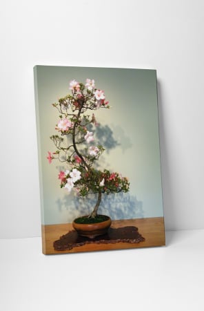 Tablouri Canvas - Tablou canvas : Bonsai inflorit