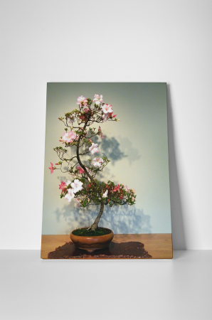 Tablou canvas : Bonsai inflorit [1]
