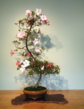 Tablou canvas : Bonsai inflorit [3]