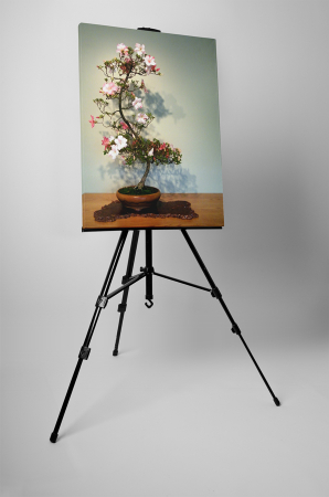 Tablou canvas : Bonsai inflorit [2]